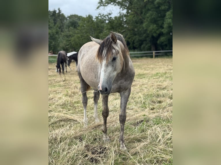 Paddock for foal rearing