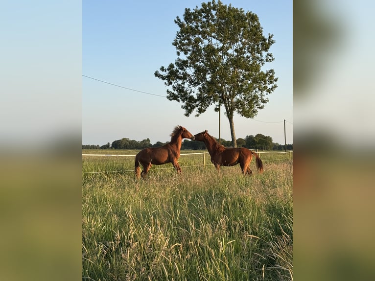 Paddock for foal rearing