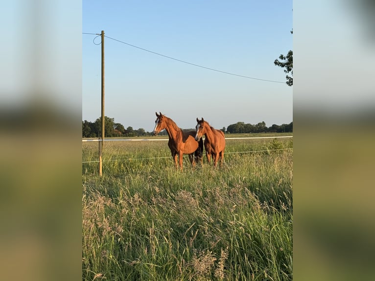 Paddock for foal rearing
