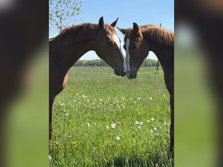 Paddock for foal rearing