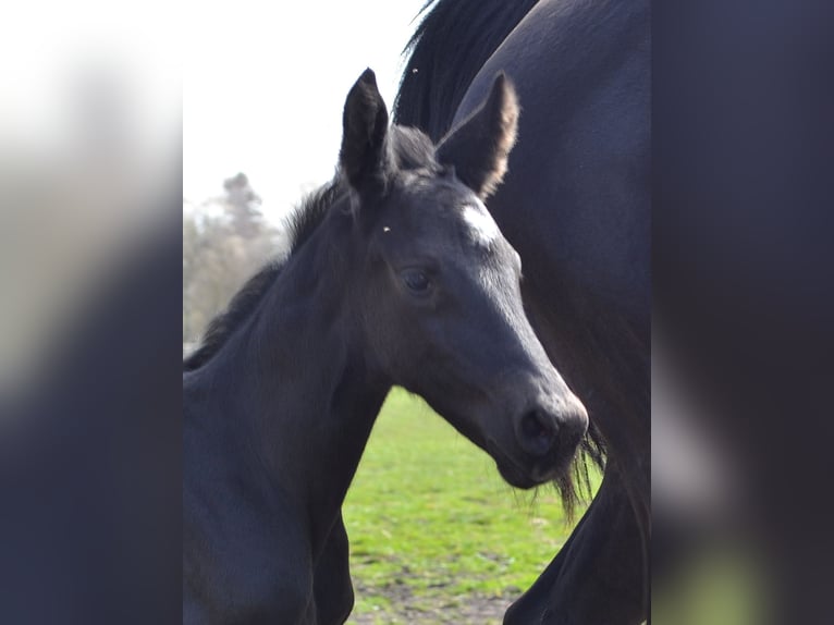 Paddock pour poulain de l'étalon à partir du 1er novembre 2026