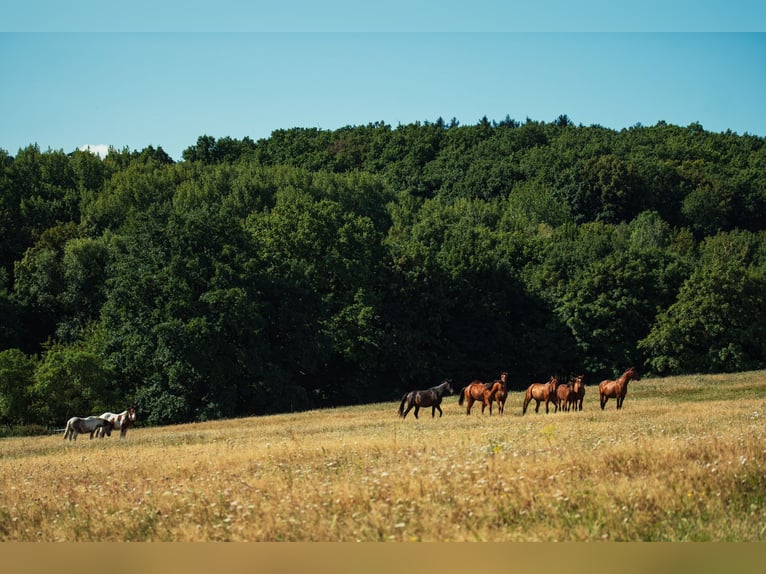 Pasture boarding facility in Poland – top-quality care at affordable rates, close to DE and CZ 