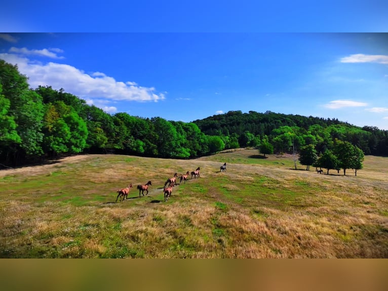 Pasture for young horses in Poland – top-quality care at affordable rates, close to DE and CZ 