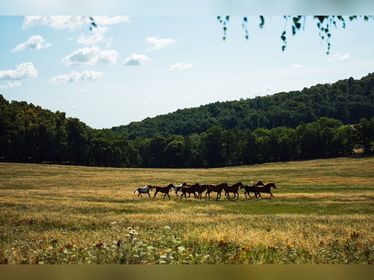 Pâturage pour jeunes chevaux en Pologne – soins de haute qualité à des tarifs abordables, à proximit