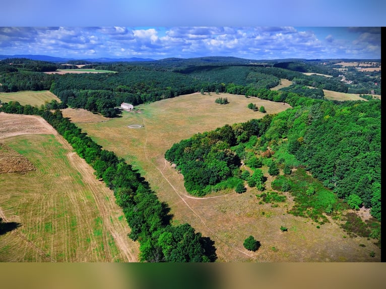 Pâturage pour jeunes chevaux en Pologne – soins de haute qualité à des tarifs abordables, à proximit
