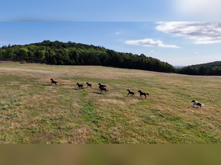Pâturage pour jeunes chevaux en Pologne – soins de haute qualité à des tarifs abordables, à proximit