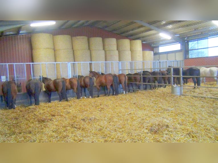 Pension équestre / Élevage de chevaux de sport / Jeunes chevaux / Élevage / Surveillance des mises b