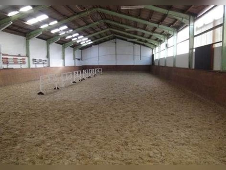 Pension équestre / Élevage de chevaux de sport / Jeunes chevaux / Élevage / Surveillance des mises b