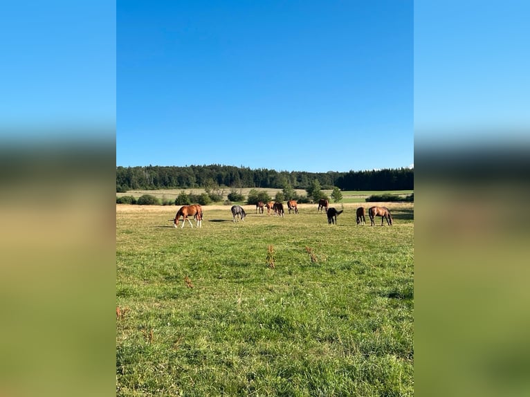 Places available for foal-rearing and retired Warmbloods 🐴