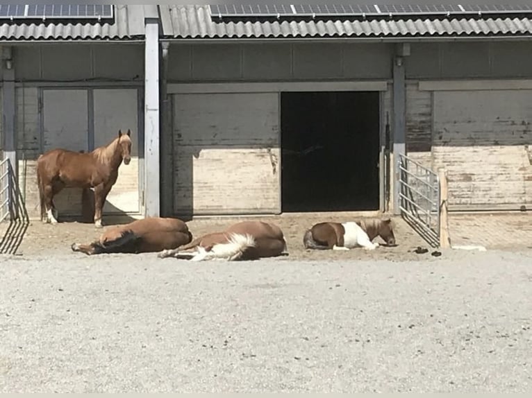 Platz frei in Fohlenkindergarten/Aufzuchtherde