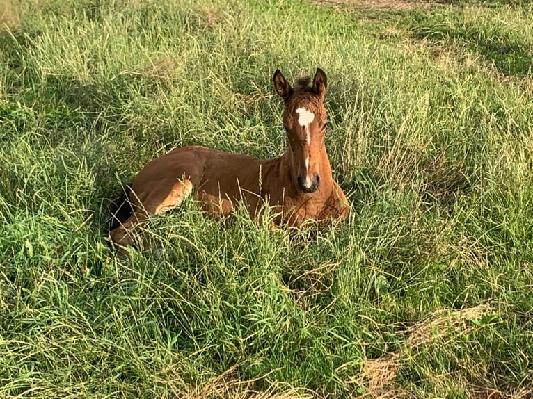 Professioneller Aufzuchtplatz für Absetzer und Jungpferde
