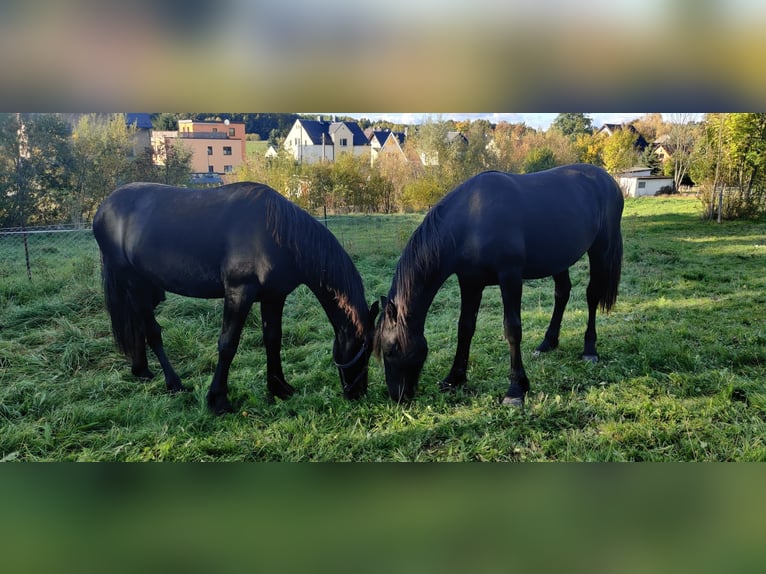 Résidence d'été pour étalons de 2 ans