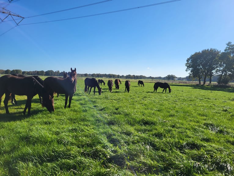 Vollpension von Zuchtstuten/ Aufzucht/ Ausbildung 