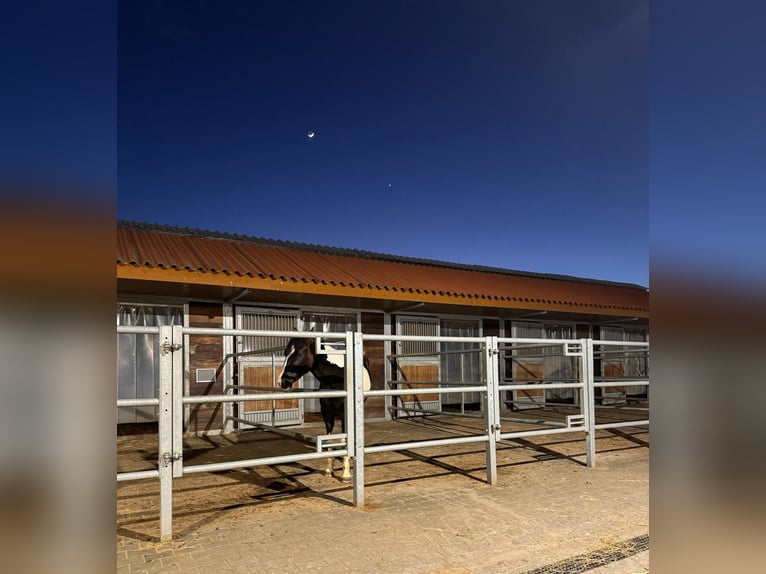 1 box en paddock libre