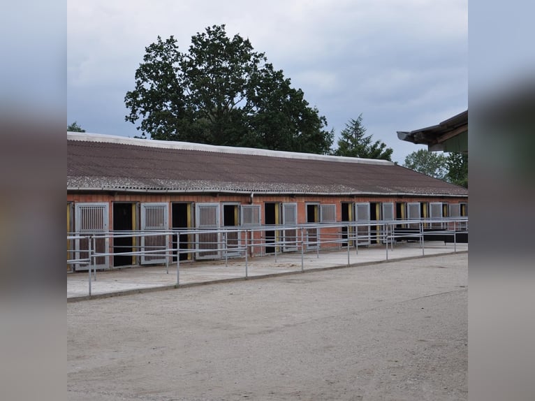 10 Boxen mit Koppel/Sattelkammer frei auf Top-Anlage / Meisterbetrieb