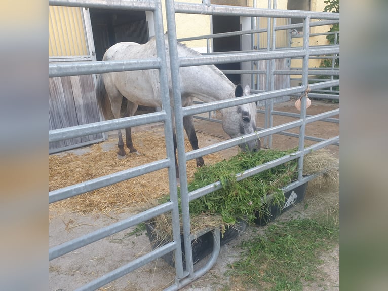 3 boxes de paddock avec un manège de 600 m² attenant, idéal pour l'équitation et le débourrage quoti