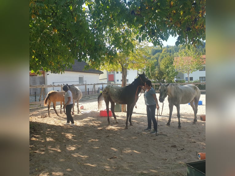 3 boxes de paddock avec un manège de 600 m² attenant, idéal pour l'équitation et le débourrage quoti