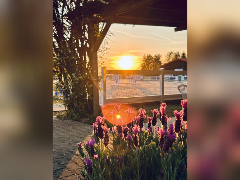 Actuellement, une box paddock avec pension complète est disponible dans notre joli centre équestre !