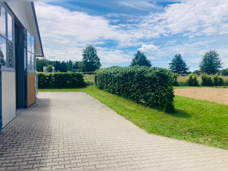 Actuellement, une box paddock avec pension complète est disponible dans notre joli centre équestre !