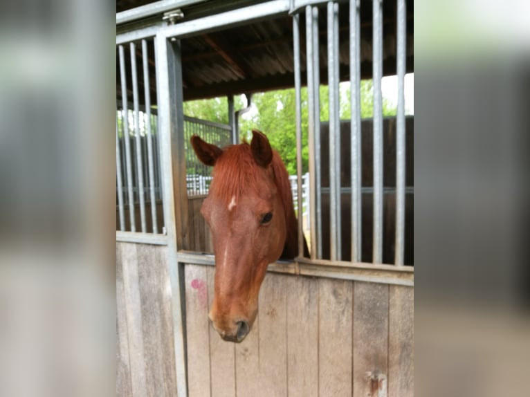 Air frais, situation calme, manège couvert et sentiers de promenade de premier ordre. Une communauté