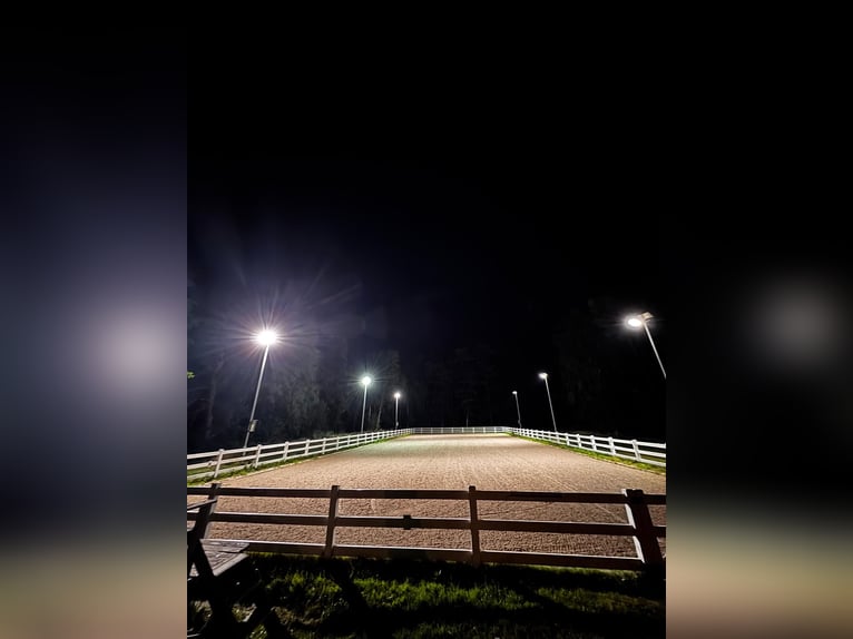 Box de paddock dans un centre équestre bien entretenu