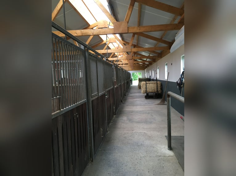 Box de paddock disponible à Rulle près d'Osnabrück