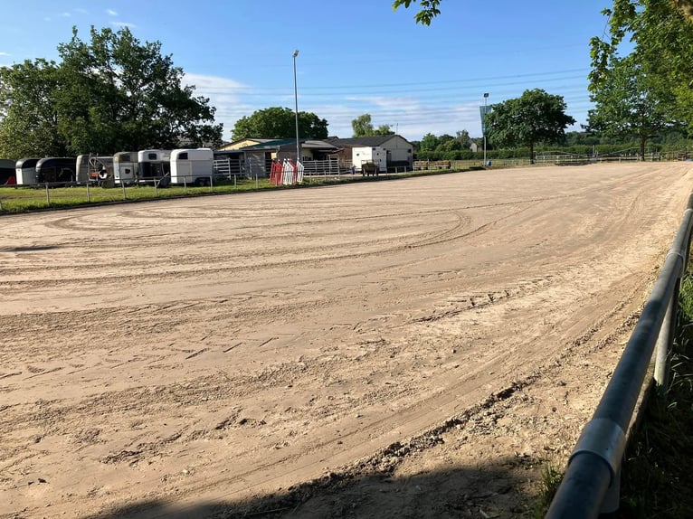 Box de paddock disponible en pension complète