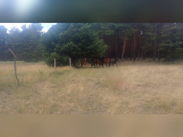 Box de pension pour chevaux, pension équestre, manège couvert