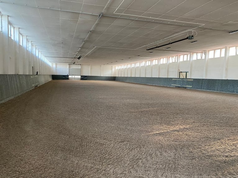 Box de pension pour chevaux, pension équestre, manège couvert