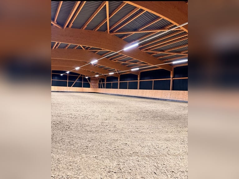 Box disponible avec beaucoup de paddocks