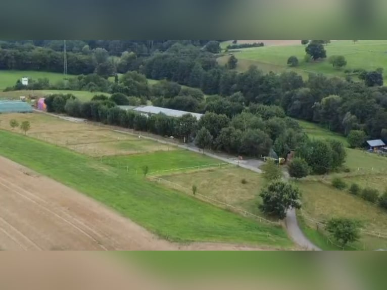 Box paddock à louer