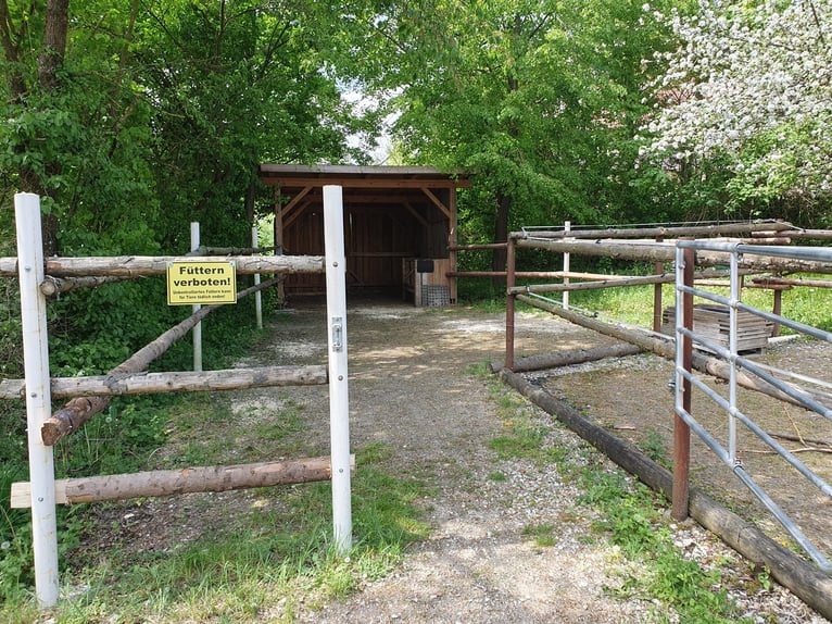 Box, paddock and/or outdoor stable