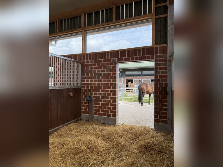 Box paddock / box avec fenêtre / box intérieure / stalle disponible