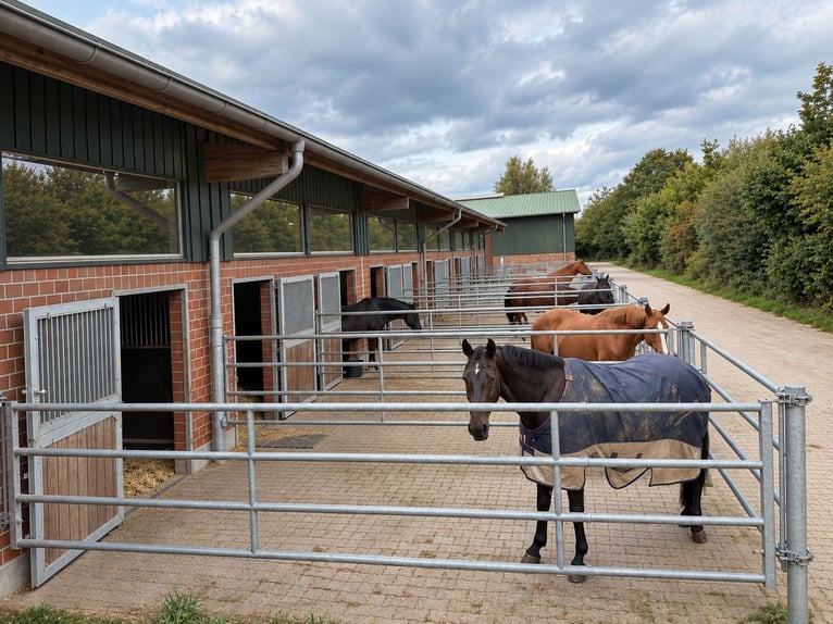 Box paddock / box avec fenêtre / box intérieure / stalle disponible