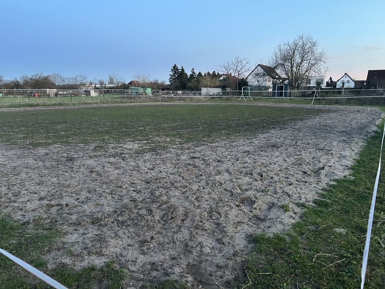 Box paddock disponible