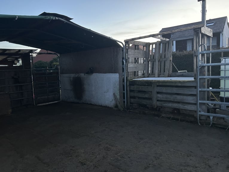 Box paddock disponible