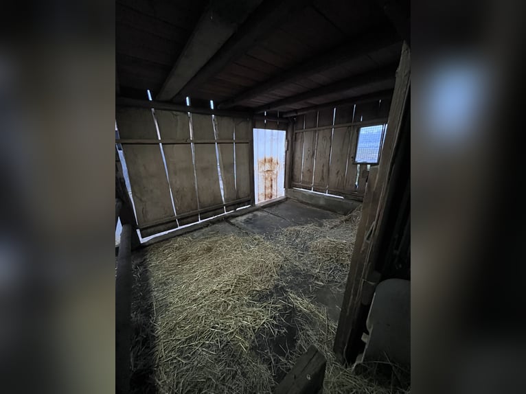 Box paddock en pension complète | Adapté aux personnes allergiques