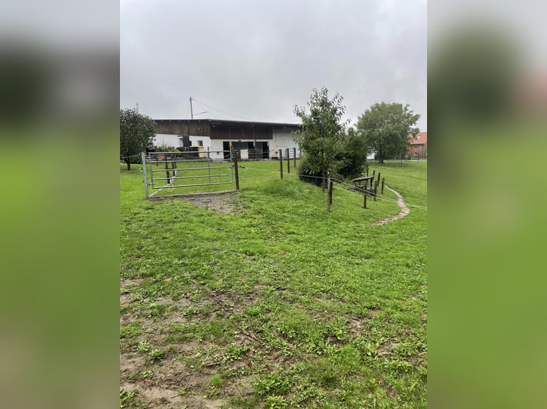 Boxe ou paddock libre disponible dans un élevage privé