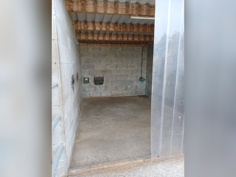 🐴 Boxen en paddock disponibles avec amour à Dinslaken Oberlohberg