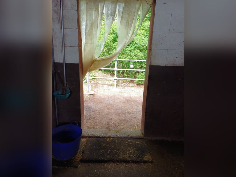 🐴 Boxen en paddock disponibles avec amour à Dinslaken Oberlohberg