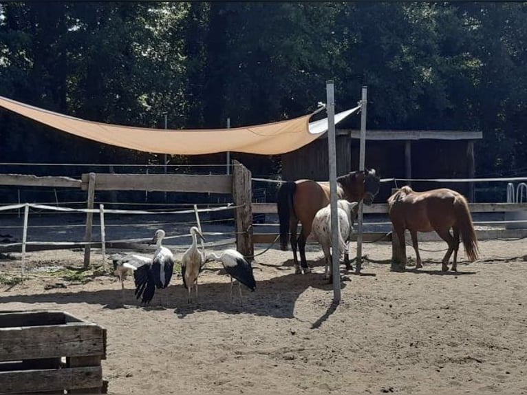 Boxen, Offenstallplatz 