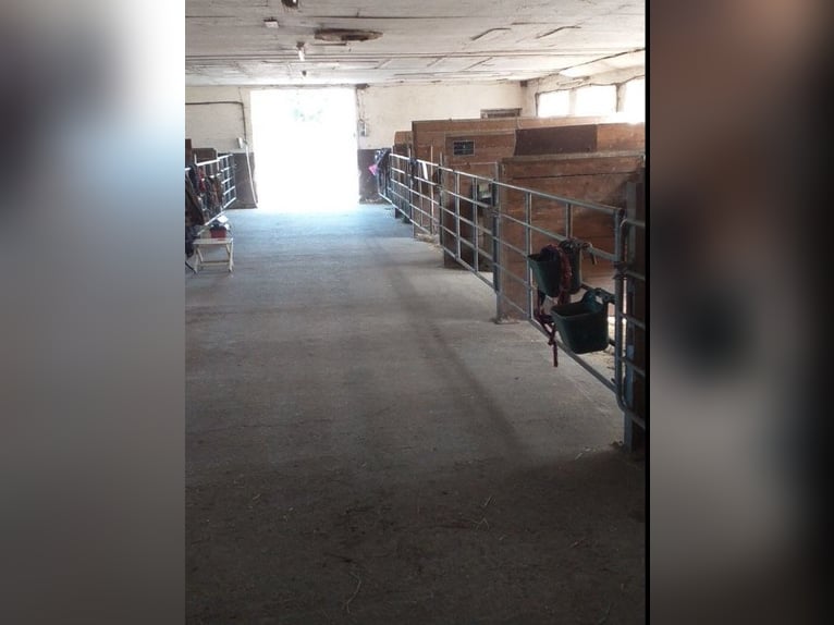 Boxen, Offenstallplatz 