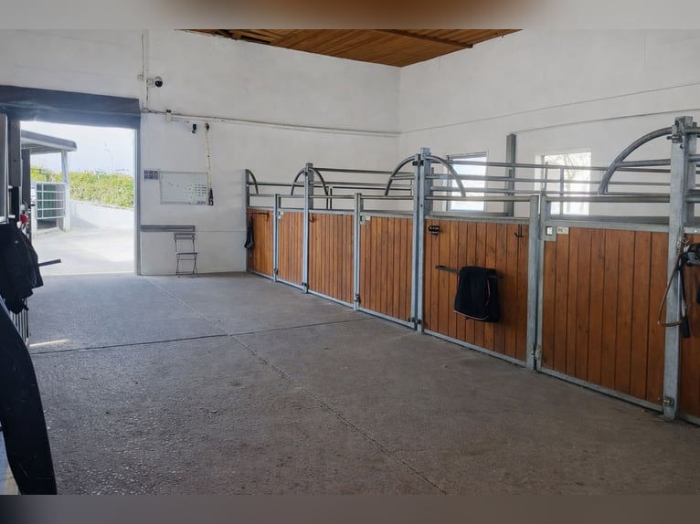 Boxes de paddock, boxes extérieurs, pension à l’herbage, élevage, dressage, reprise