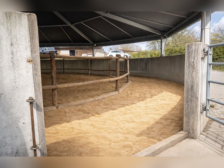 Boxes de paddock, boxes extérieurs, pension à l’herbage, élevage, dressage, reprise