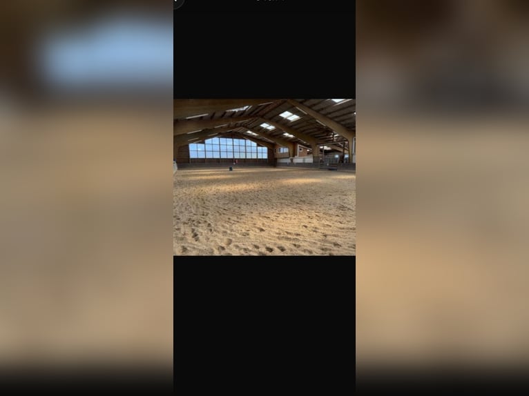 Boxes et paddocks pour chevaux