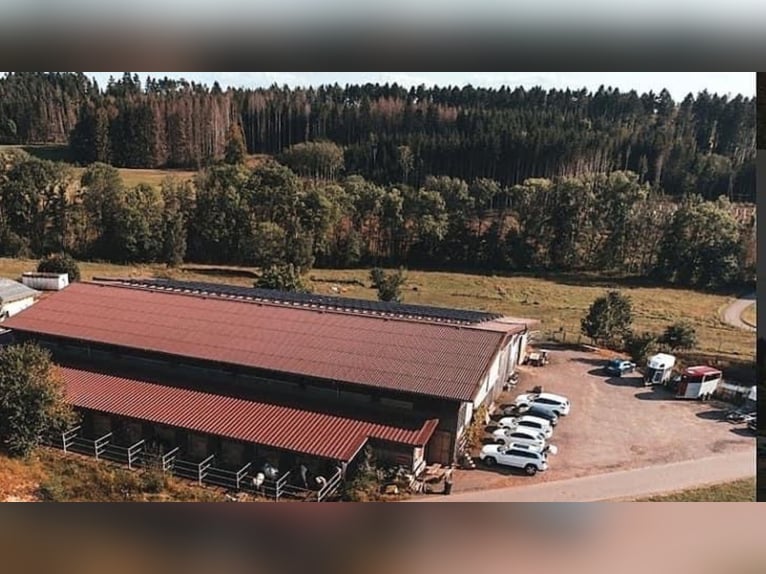 Boxes paddocks disponibles avec manège, grand paddock d'entraînement et pâturages – près de Waldshut