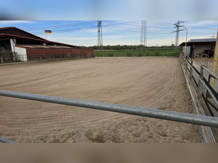 Boxs en paddock disponibles à louer à Mannheim-Seckenheim