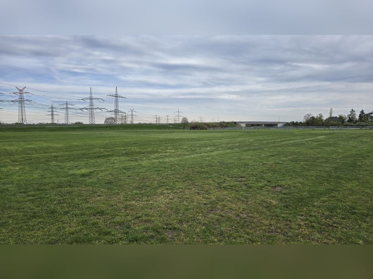 Boxs en paddock disponibles à louer à Mannheim-Seckenheim