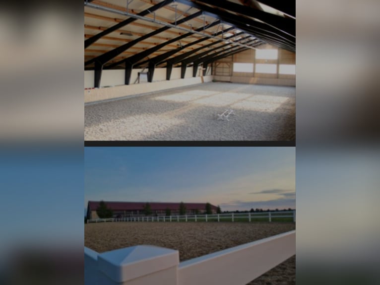 Boxs paddock à louer