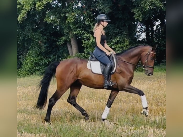 Dressage, training, and sales! With us!
